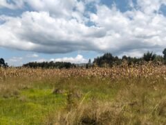 Agricultural land for sale in Kabubani Olkalou